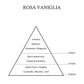 ROSA VANIGLIA - CAVE ESSENTIAL